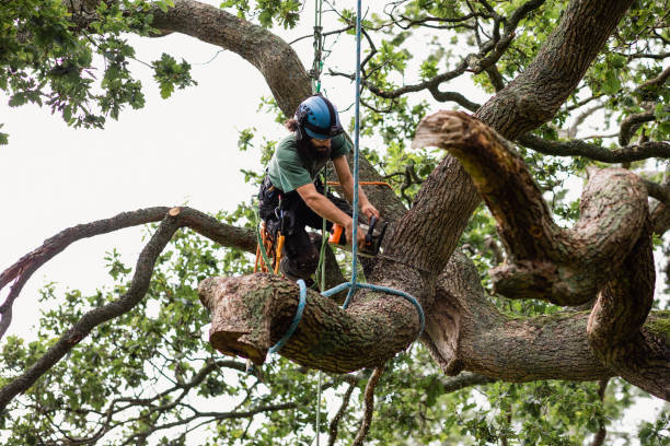 Best Stump Grinding and Removal  in Harbour Heights, FL